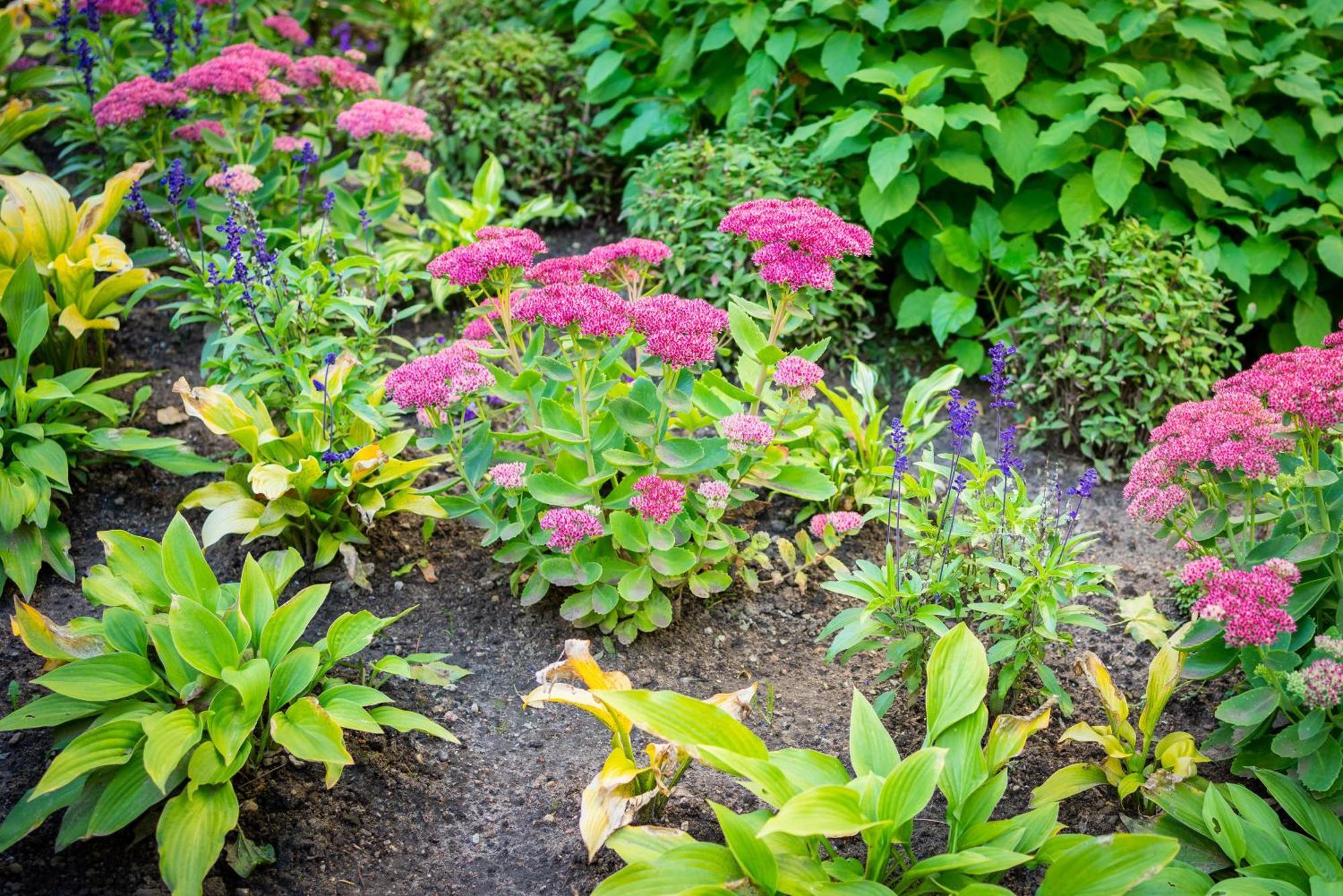 Garden * Reval